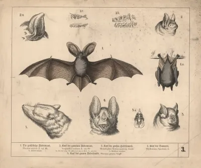 1 Die Grossohrige Fledermaus 2 Kopf Der Gemeinen Fledermaus 3 Kopf Der Grossen Hufeisennase 4 Kopf Des Vampyrs