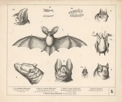 1 Die Grossohrige Fledermaus 2 Kopf Der Gemeinen Fledermaus 3 Kopf Der Grossen Hufeisennase 4 Kopf Des Vampyrs 2