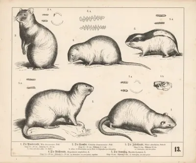 1 Die Wanderratte 2 Der Hamster 3 Die Ziebeth Ratte 4 Die Wasserratte 5 Der Lemming 2
