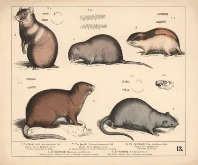 1 Die Wanderratte 2 Der Hamster 3 Die Ziebeth Ratte 4 Die Wasserratte 5 Der Lemming