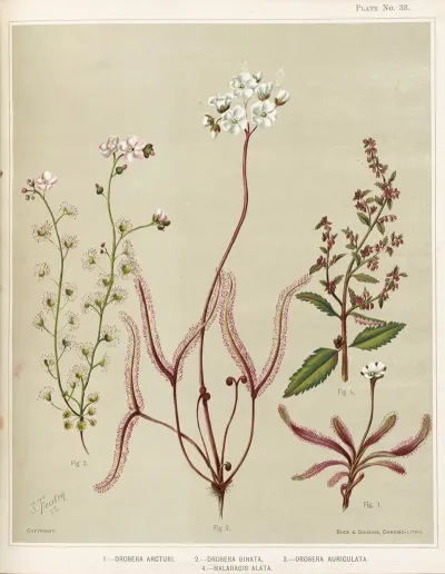 1 Drosera Arcturi 2 Drosera Binata 3 Drosera Auriculata 4 Halaragis Altata Plate 33