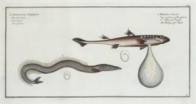 1 Embrio Squali An Embryo Of A Shark 2 Ammodytes Tobianus The Launce