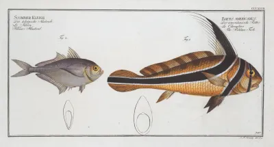 1 Eques Americanus The Ribban Fish 2 Scomber Kleinii Kleins Mackrel
