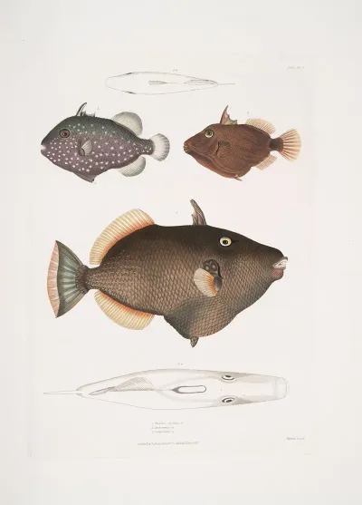 1 Eyed Balistes Balistes Oculatus 2 Amboina Balistes Balistes Ambomensis Amboinensis