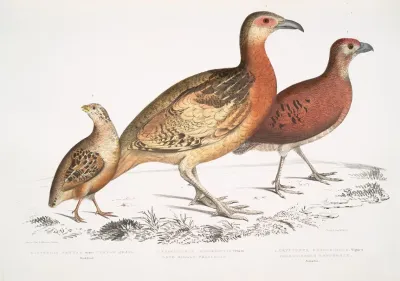 1 Ferrugineous Cryptonyx Cryptonyx Ferrugineus 2 Long Billed Francolin Francolinus Longinostris