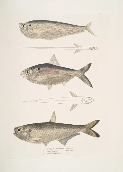 1 Finless Ramcarata Apterygia Ramacarata 2 Chapra Shad Alosa Chapra 3 Dr Hamiltons Long Jawed Herring Thrissa Hamiltonii