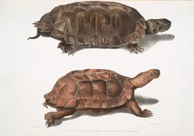1 Flat Backed Terrapin Emys Platynotha 2 Spinose Land Terrapin Geoemyda Spinosa