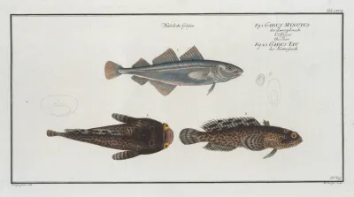 1 Gadus Minutus The Poor 2 3 Gadus Tau The Toald Fish