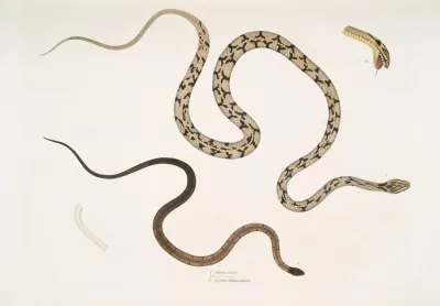1 Gocool Dipsas Dipsus Dipsas Gocool 2 Black Headed Lycodon Lycodon Melanocephalus