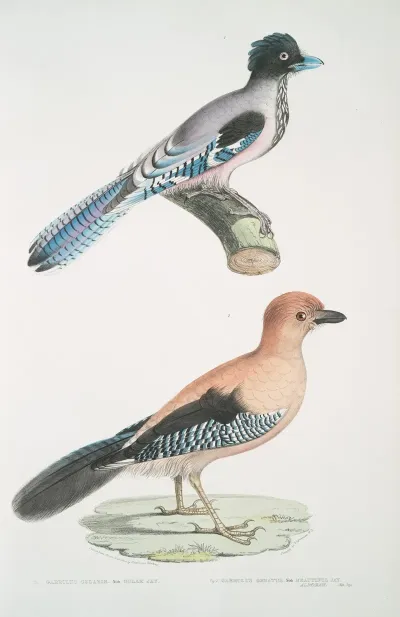 1 Gular Jay Garrulus Gularis 2 Beautiful Jay Garrulus Ornatus Natural Size