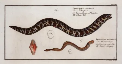 1 Gymnothorax Catenatus The Chain Fish 2 Petromyzon Agrenteus The Silver Lamprey