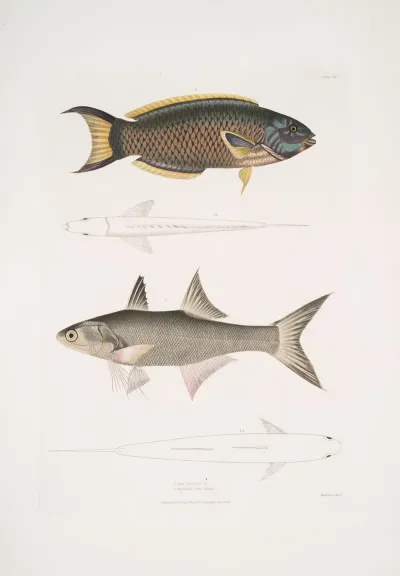 1 Hardwickes Julis Julis Hardwickii 2 Short Rayed Paradise Fish Polynemusteria