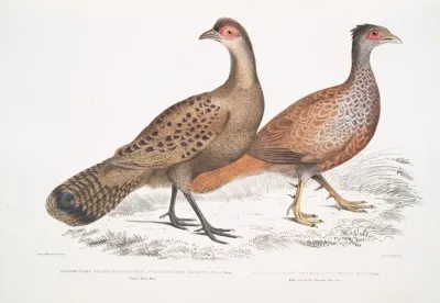 1 Hardwickes Polyplectron Hen Polyplectron Hardwickii China Brit Museum 2 Bay Francolin Bay Many Spurred Francolin