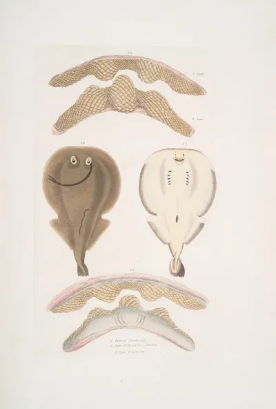 1 Hardwicks One Finned Torpedo Temera Hardwickii 2 Jaws Of The Chinese Ray Rhina Ancylostoma