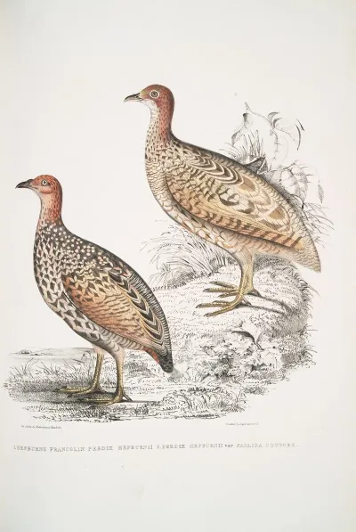1 Hepburns Francolin Perdix Hepburnii 2 Perdix Hepburnii Var Pallida Odypore