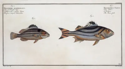 1 Holocentrus Servus The Slave Fish 2 Holocentrus Quadrilineatus The Four Striped Holocentre