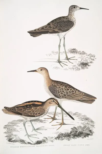 1 Horsfields Snipe Scolopax Horsfieldii 2 Indian Sandpiper