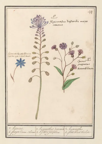 1 Hyacinthus Dioscoridis Major Comosus