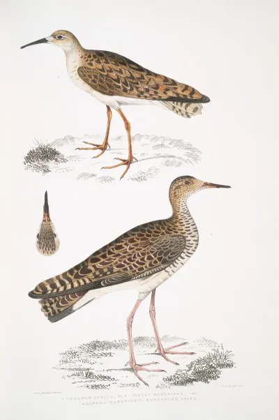 1 Indian Sandpiper Totanus Indicus 2 Bhegondee Bhegondic Snipe Limosa Hardwickii