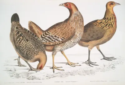 1 Javan Hen Gallus Furcatus 2 Lord Stanleys Hen Gallus Stanleyi 3 Banks Hen Gallus Bankiva