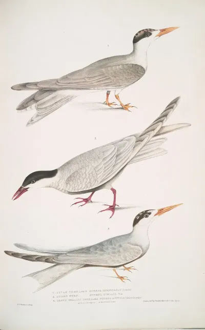 1 Javan Tern Sterna Javanica 2 Allied Tern Sterna Similis 3 Brown Bellied Tern Sterna Acuticauda