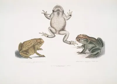 1 Keeled Nosed Toad Bufo Carinatus 2 2a Doubtful Toad Bufo Dubius Bengal