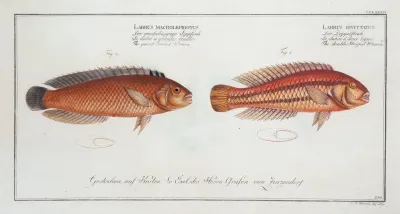 1 Labrus Bivittatus The Double Striped Wrasse 2 Labrus Macrolepidotus The Great Scaled Wrasse