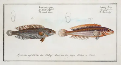 1 Labrus Julis The Rainbow Fish 2 Labrus Guttatus The Dropped Wrasse