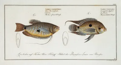 1 Labrus Punctatus The Punctulated Wrasse 2 Labrus Trichonterus The Hair Finned Wrasse