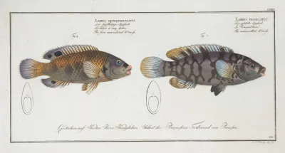 1 Labrus Tesselatus The Wainscotted Wrasse 2 Labrus Quinquemaculatusthe Five Maculated Wrasse