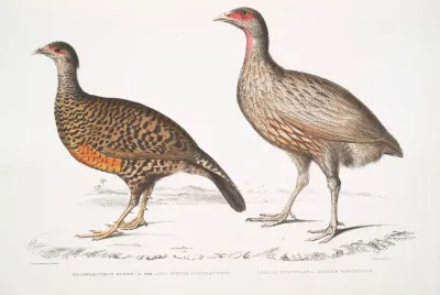 1 Lady Norths Polplectron Pectrophora Polyplectron Northiae 2 Dotted Partridge Perdix Punctulata