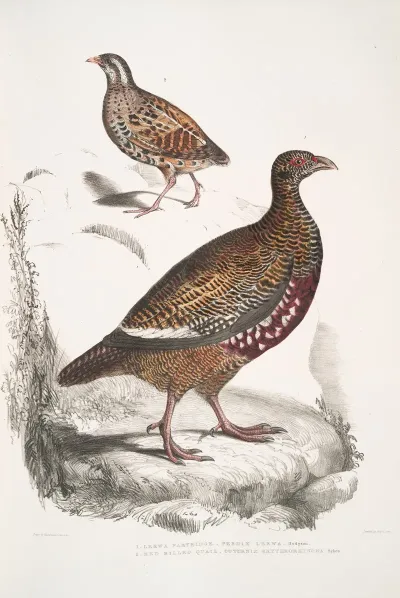 1 Lerwa Partridge Perdix Lerwa 2 Red Billed Quail Coturnix Erythrorhyncha Erythroryncha