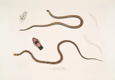 1 Lined Backed Elaps Elaps Dorsalis 2 Chain Spotted Lycodon Lycodon Catenatus