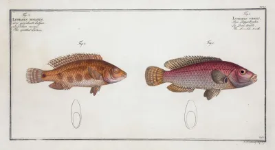1 Lutianus Videns The Double Tooth 2 Lutianus Notatus The Spotted Lutian