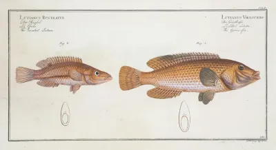 1 Lutianus Virescens The Green Fin 2 Lutianus Rcstratusrostratus The Snouted Lutian