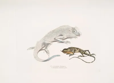 1 Macgregors Lyre Headed Lizard Lyriocephalus Macgregorii 2 Stoddarts Unicorn Lizard Ceratophora Stoddartii Ceylon
