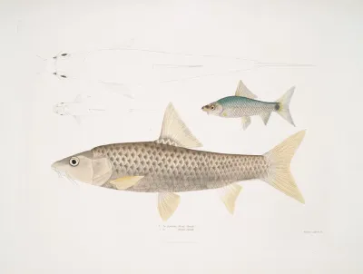 1 Mosal Carp Cyprinus Mosal 2 Morala Carp Cyprinus Morala