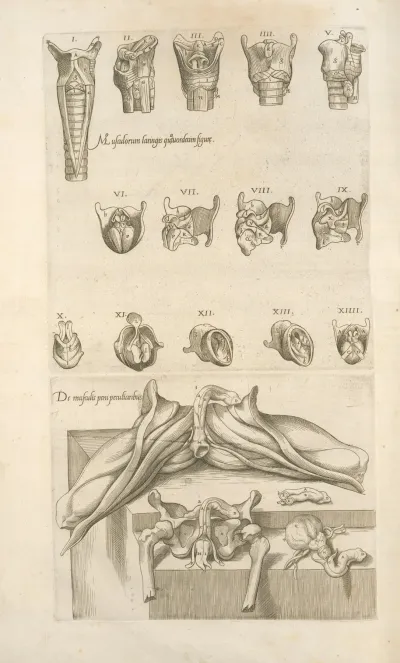 1 Musculorum Laringis Quartuordecim Figurc 2 De Musculis Peni Peculiaribus