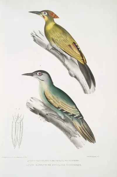 1 Nepaul Woodpecker Picus Nepaulensis 2 Moustache Woodpecker Picus Barbatus