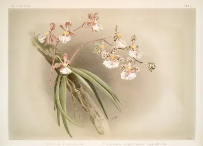 1 Oncidium Jonesianum 2 Oncidium Jonesianum Haeanthum
