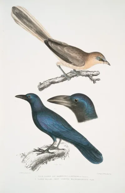 1 Pale Eared Jay Garrulus Albifrons 2 Large Billed Crow Corvus Macrorhynchus