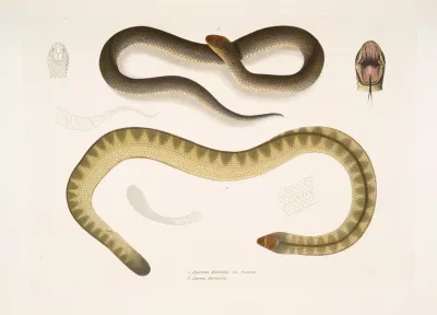 1 Penang Hypserina Hypserina Hardwickii 2 Hardwickes Short Sea Snake Lapemis Hardwickii