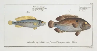 1 Perca Bimaculata The Acara 2 Perca Brasiliensis The Brasilian Perch