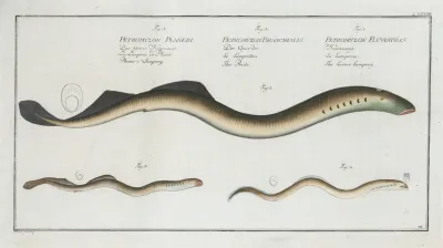 1 Petromyzon Fluviatilis The Lesser Samprey 2 Petromyzon Branchialis The Pride