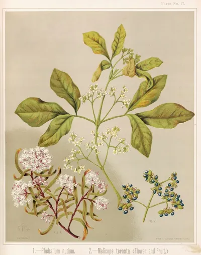 1 Phebalium Nudum 2 Melicope Ternata Flower And Fruit Plate 17