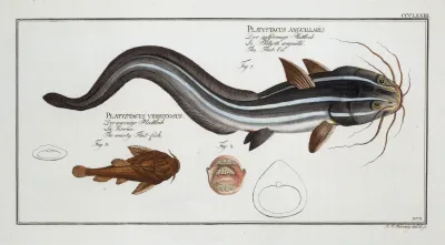 1 Platystacus Angullaris The Flat Eel 2 Platystacus Verrucosus The Warty Flat Fish