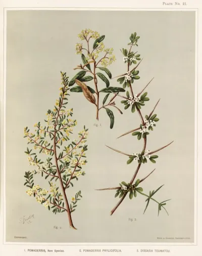 1 Pomaderris New Species 2 Pomaderris Phylicifolia 3 Discaria Toumatou Plate 21