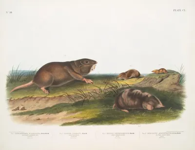 1 Pseudostoma Floridana Southern Pouched Rat 2 Sorex Dekayi Dekays Shrew