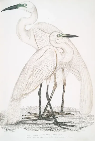 1 Pure White Heron Ardea Modesta 2 Black Billed Heron Ardea Nigrirostris