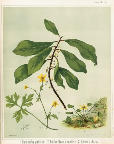 1 Ranunculus Plebeius 2 Caltha Novae Zelandiae 3 Drimys Axillaris Plate 5